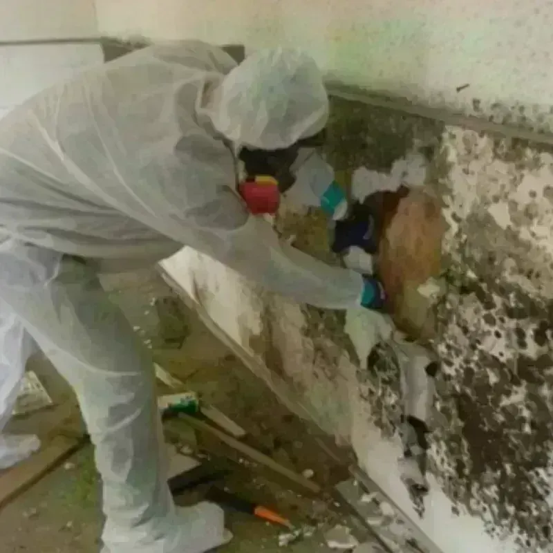 Mold Remediation and Removal in Elmwood Place, OH